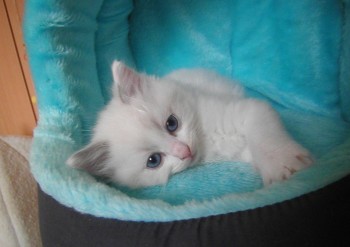 mâle blue bicolour - 6 semaines - Chatterie Ragdolls du Val de Beauvoir